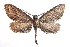  ( - DLW-003950)  @11 [ ] Copyright (2022) The Caterpillar Lab Joanne Russo