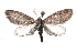  ( - DLW-003953)  @11 [ ] Copyright (2022) The Caterpillar Lab Joanne Russo