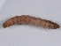  (Sympistis nr. pernotata - DLW-004013)  @11 [ ] Copyright (2022) David L. Wagner University of Connecticut