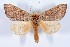  (Datana diffidens - DLW-000114)  @15 [ ] No Rights Reserved (2015) David L. Wagner University of Connecticut