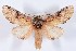  (Oligocentria pallida - DLW-000138)  @15 [ ] No Rights Reserved (2015) David L. Wagner University of Connecticut