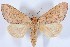  (Datana perfusa - DLW-000156)  @15 [ ] No Rights Reserved (2015) David L. Wagner University of Connecticut