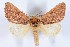  (Datana sp - DLW-000157)  @14 [ ] No Rights Reserved (2015) David L. Wagner University of Connecticut
