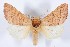  (Datana mesillae - DLW-000158)  @15 [ ] No Rights Reserved (2015) David L. Wagner University of Connecticut