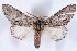  (Macrurocampa dorothea - DLW-000162)  @15 [ ] No Rights Reserved (2015) David L. Wagner University of Connecticut