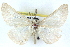  ( - BIOUG04671-B07)  @13 [ ] CreativeCommons - Attribution (2013) CBG Photography Group Centre for Biodiversity Genomics