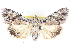  ( - BIOUG04671-B10)  @12 [ ] CreativeCommons - Attribution (2013) CBG Photography Group Centre for Biodiversity Genomics