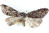  ( - BIOUG04671-C08)  @13 [ ] CreativeCommons - Attribution (2013) CBG Photography Group Centre for Biodiversity Genomics