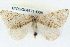  ( - BIOUG04671-D08)  @13 [ ] CreativeCommons - Attribution (2013) CBG Photography Group Centre for Biodiversity Genomics