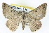  ( - BIOUG04671-D10)  @15 [ ] CreativeCommons - Attribution (2013) CBG Photography Group Centre for Biodiversity Genomics