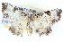  ( - BIOUG04671-E06)  @14 [ ] CreativeCommons - Attribution (2013) CBG Photography Group Centre for Biodiversity Genomics