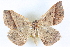  ( - BIOUG04671-F05)  @14 [ ] CreativeCommons - Attribution (2013) CBG Photography Group Centre for Biodiversity Genomics
