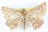  ( - BIOUG04671-F06)  @15 [ ] CreativeCommons - Attribution (2013) CBG Photography Group Centre for Biodiversity Genomics