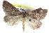  ( - BIOUG04671-F10)  @13 [ ] CreativeCommons - Attribution (2013) CBG Photography Group Centre for Biodiversity Genomics
