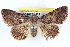  ( - BIOUG04671-H11)  @14 [ ] CreativeCommons - Attribution (2013) CBG Photography Group Centre for Biodiversity Genomics