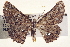  ( - BIOUG04000-A04)  @12 [ ] CreativeCommons - Attribution (2012) CBG Photography Group Centre for Biodiversity Genomics