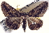  ( - BIOUG04000-A05)  @13 [ ] CreativeCommons - Attribution (2012) CBG Photography Group Centre for Biodiversity Genomics