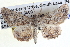  ( - BIOUG04000-A11)  @13 [ ] CreativeCommons - Attribution (2012) CBG Photography Group Centre for Biodiversity Genomics