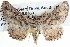  (Boarmia zaloschema - BIOUG04000-A12)  @15 [ ] CreativeCommons - Attribution (2012) CBG Photography Group Centre for Biodiversity Genomics