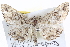  ( - BIOUG04000-B06)  @13 [ ] CreativeCommons - Attribution (2012) CBG Photography Group Centre for Biodiversity Genomics