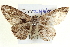  ( - BIOUG04000-C02)  @13 [ ] CreativeCommons - Attribution (2012) CBG Photography Group Centre for Biodiversity Genomics