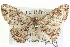  ( - BIOUG04000-C07)  @14 [ ] CreativeCommons - Attribution (2012) CBG Photography Group Centre for Biodiversity Genomics