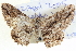  ( - BIOUG04000-C12)  @14 [ ] CreativeCommons - Attribution (2012) CBG Photography Group Centre for Biodiversity Genomics