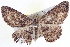  ( - BIOUG04000-D05)  @13 [ ] CreativeCommons - Attribution (2012) CBG Photography Group Centre for Biodiversity Genomics
