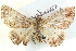  ( - BIOUG04000-D07)  @13 [ ] CreativeCommons - Attribution (2012) CBG Photography Group Centre for Biodiversity Genomics