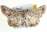  ( - BIOUG04000-D09)  @13 [ ] CreativeCommons - Attribution (2012) CBG Photography Group Centre for Biodiversity Genomics