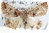  ( - BIOUG04000-D10)  @14 [ ] CreativeCommons - Attribution (2012) CBG Photography Group Centre for Biodiversity Genomics