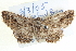  ( - BIOUG04000-E10)  @13 [ ] CreativeCommons - Attribution (2012) CBG Photography Group Centre for Biodiversity Genomics