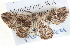  ( - BIOUG04000-E11)  @14 [ ] CreativeCommons - Attribution (2012) CBG Photography Group Centre for Biodiversity Genomics