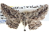  ( - BIOUG04000-E12)  @13 [ ] CreativeCommons - Attribution (2012) CBG Photography Group Centre for Biodiversity Genomics