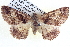  ( - BIOUG04000-F01)  @13 [ ] CreativeCommons - Attribution (2012) CBG Photography Group Centre for Biodiversity Genomics