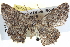  ( - BIOUG04000-F09)  @13 [ ] CreativeCommons - Attribution (2012) CBG Photography Group Centre for Biodiversity Genomics