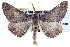  ( - BIOUG04000-F12)  @13 [ ] CreativeCommons - Attribution (2012) CBG Photography Group Centre for Biodiversity Genomics