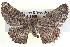  ( - BIOUG04000-G03)  @13 [ ] CreativeCommons - Attribution (2012) CBG Photography Group Centre for Biodiversity Genomics
