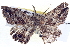  ( - BIOUG04000-G04)  @12 [ ] CreativeCommons - Attribution (2012) CBG Photography Group Centre for Biodiversity Genomics