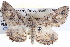  ( - BIOUG04000-G05)  @13 [ ] CreativeCommons - Attribution (2012) CBG Photography Group Centre for Biodiversity Genomics