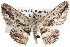  ( - BIOUG04000-G06)  @14 [ ] CreativeCommons - Attribution (2012) CBG Photography Group Centre for Biodiversity Genomics