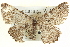  ( - BIOUG04000-H04)  @13 [ ] CreativeCommons - Attribution (2012) CBG Photography Group Centre for Biodiversity Genomics