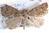  ( - BIOUG04001-A09)  @13 [ ] CreativeCommons - Attribution (2012) CBG Photography Group Centre for Biodiversity Genomics