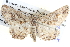  ( - BIOUG04001-B10)  @11 [ ] CreativeCommons - Attribution (2012) CBG Photography Group Centre for Biodiversity Genomics