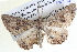 ( - BIOUG04001-B11)  @11 [ ] CreativeCommons - Attribution (2012) CBG Photography Group Centre for Biodiversity Genomics