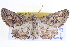  ( - BIOUG04001-C01)  @14 [ ] CreativeCommons - Attribution (2012) CBG Photography Group Centre for Biodiversity Genomics
