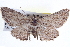  ( - BIOUG04001-C02)  @13 [ ] CreativeCommons - Attribution (2012) CBG Photography Group Centre for Biodiversity Genomics