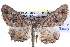  ( - BIOUG04001-D02)  @13 [ ] CreativeCommons - Attribution (2012) CBG Photography Group Centre for Biodiversity Genomics