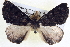  ( - BIOUG04001-G01)  @11 [ ] CreativeCommons - Attribution (2012) CBG Photography Group Centre for Biodiversity Genomics