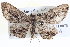  ( - BIOUG04001-G08)  @14 [ ] CreativeCommons - Attribution (2012) CBG Photography Group Centre for Biodiversity Genomics